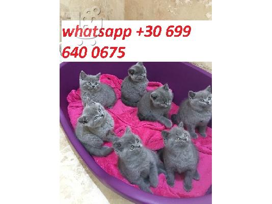 PoulaTo: kittens for adoption